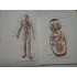 ATLAS DE ANATOMIE UMANA - SINELNIKOV - Volumele 1 si 2 - in limba spaniola